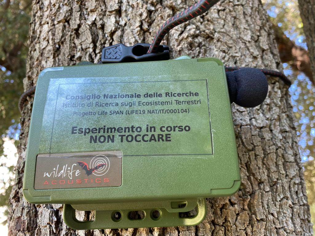 monitoraggio insetti uccelli pipistrelli 3