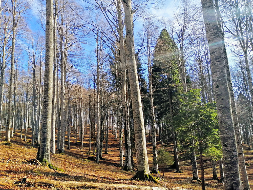 Foresta del Cansigli 0